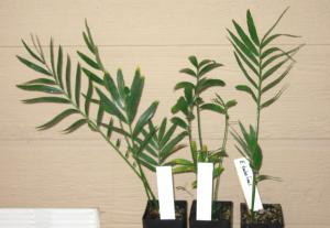 seedlings 005.JPG